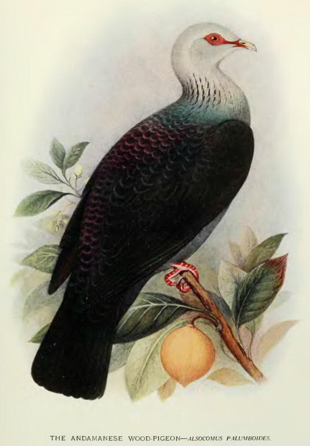 安达曼林鸽 / Andaman Wood Pigeon / Columba palumboides
