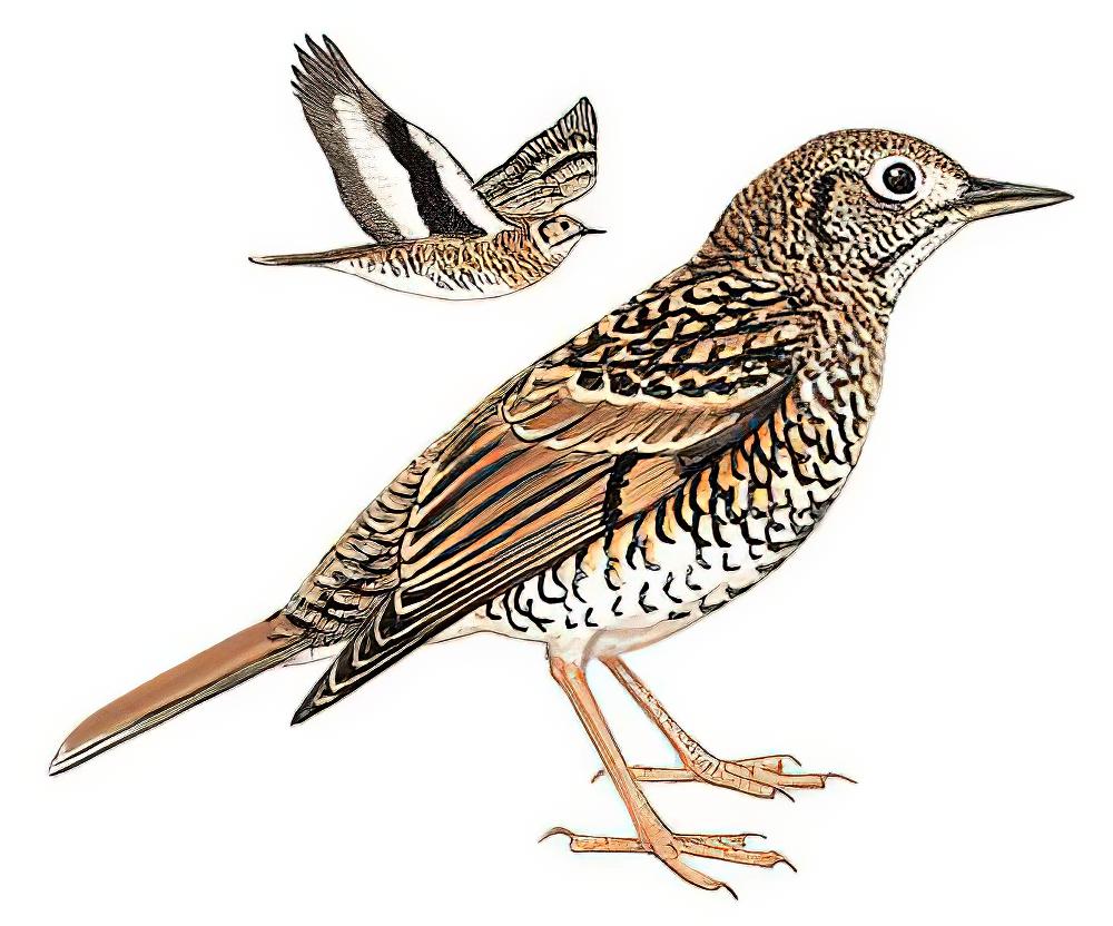 怀氏虎鸫 / White\'s Thrush / Zoothera aurea