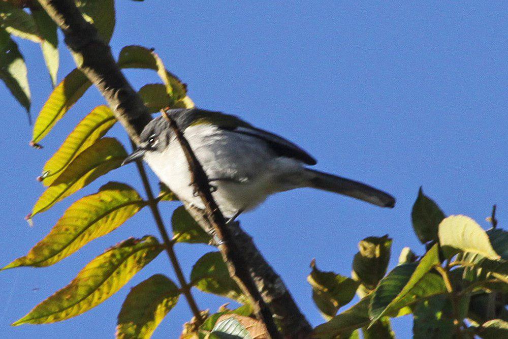 白翅地莺 / White-winged Warbler / Xenoligea montana