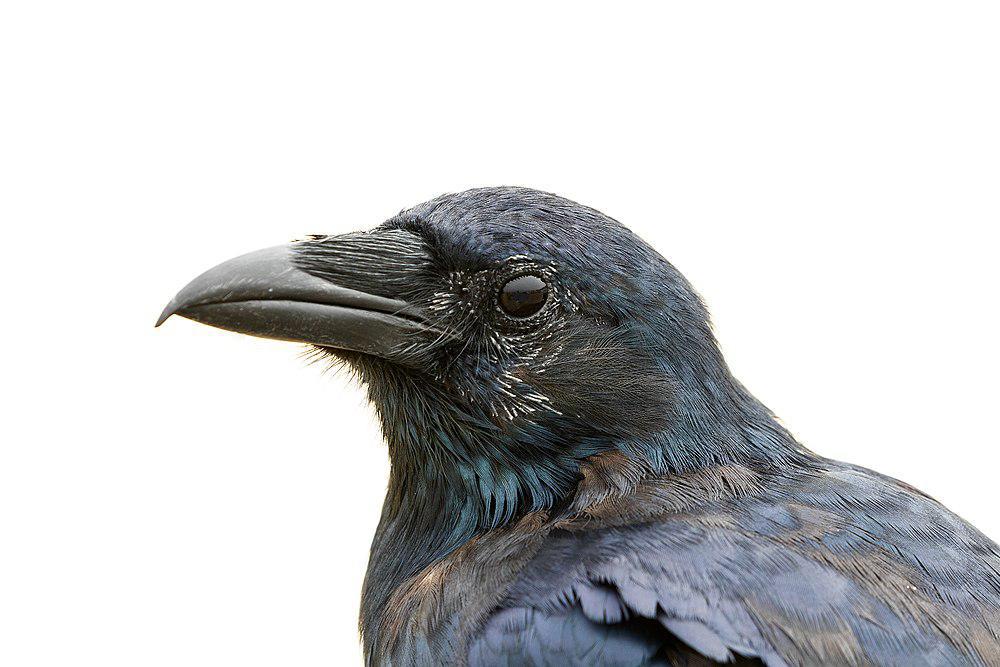 鱼鸦 / Fish Crow / Corvus ossifragus