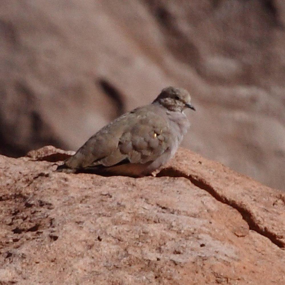 斑翅地鸠 / Golden-spotted Ground Dove / Metriopelia aymara