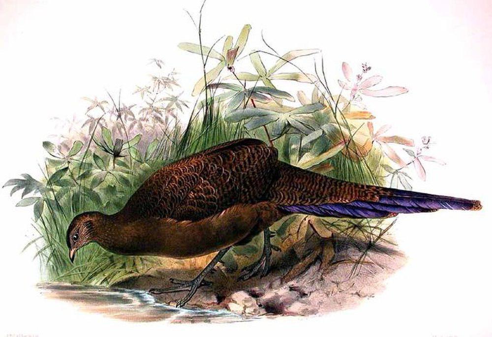 铜尾孔雀雉 / Bronze-tailed Peacock-Pheasant / Polyplectron chalcurum