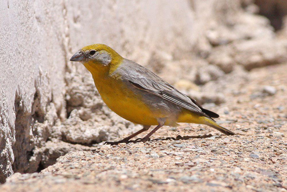 亮腰黄雀鹀 / Bright-rumped Yellow Finch / Sicalis uropigyalis