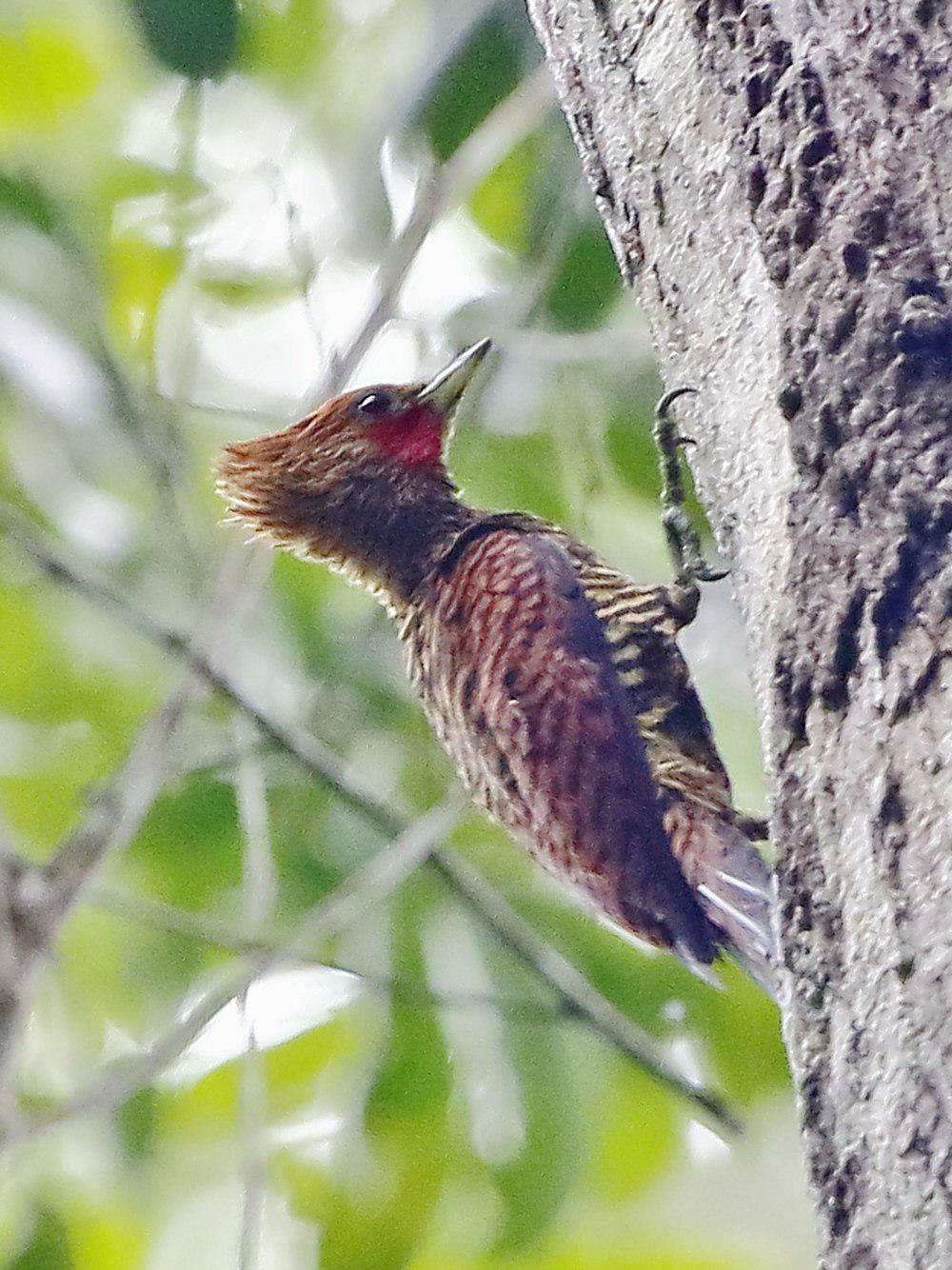 波斑啄木鸟 / Waved Woodpecker / Celeus undatus