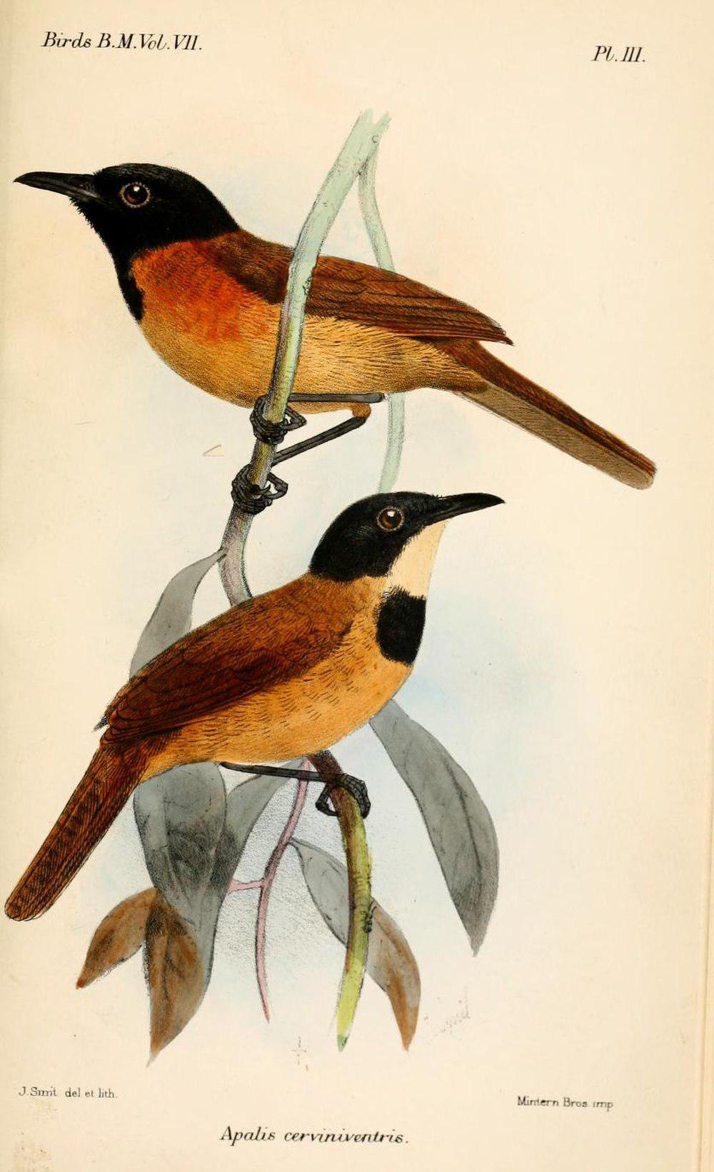 黑头棕莺 / Black-headed Rufous Warbler / Bathmocercus cerviniventris
