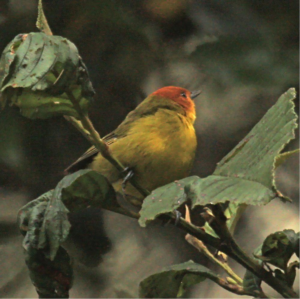 红黄灰背雀 / Rust-and-yellow Tanager / Thlypopsis ruficeps