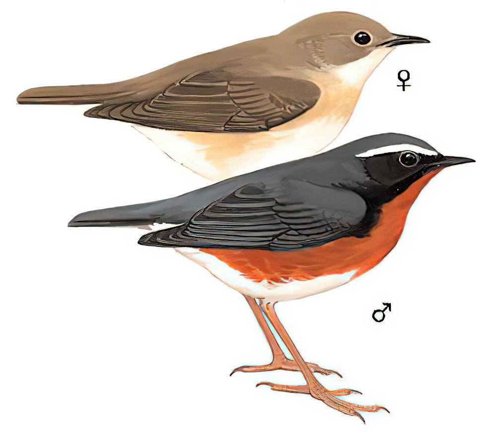 栗腹歌鸲 / Indian Blue Robin / Larvivora brunnea