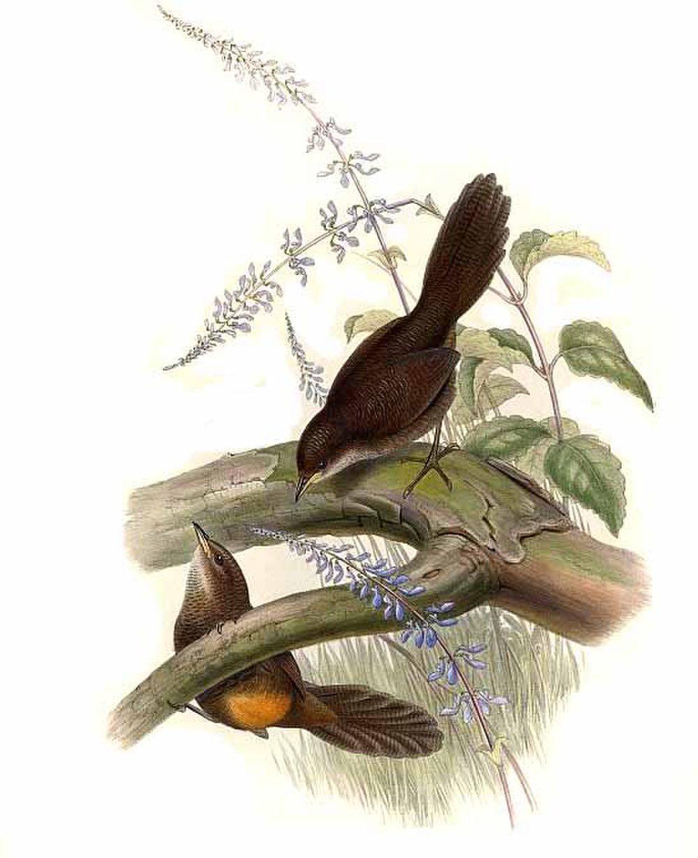 棕薮鸟 / Rufous Scrubbird / Atrichornis rufescens