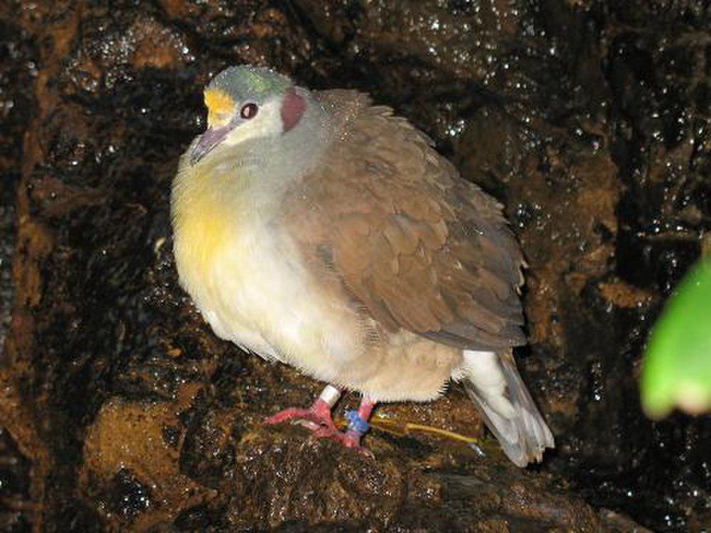 黄胸鸡鸠 / Sulawesi Ground Dove / Gallicolumba tristigmata