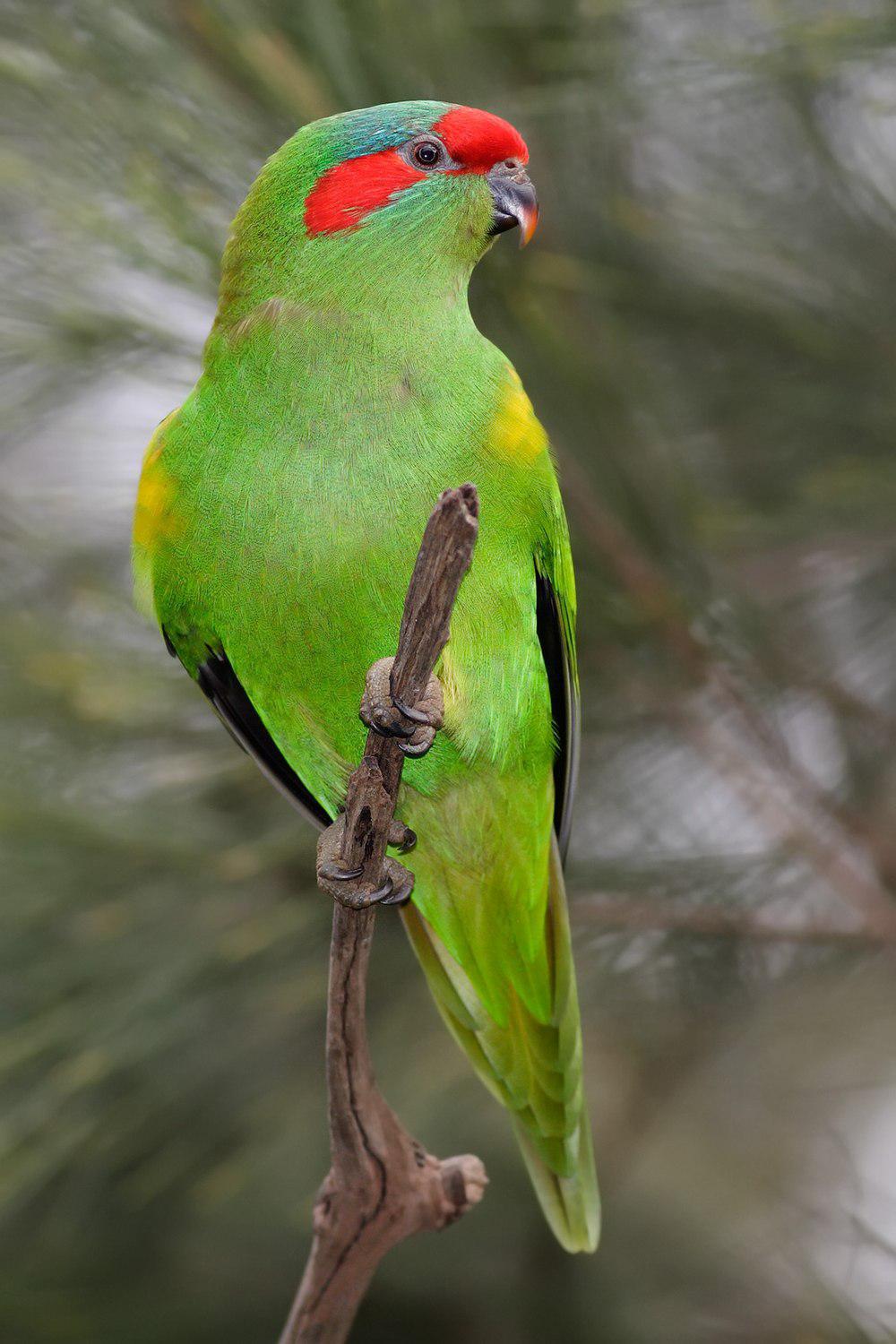 红耳绿鹦鹉 / Musk Lorikeet / Glossopsitta concinna