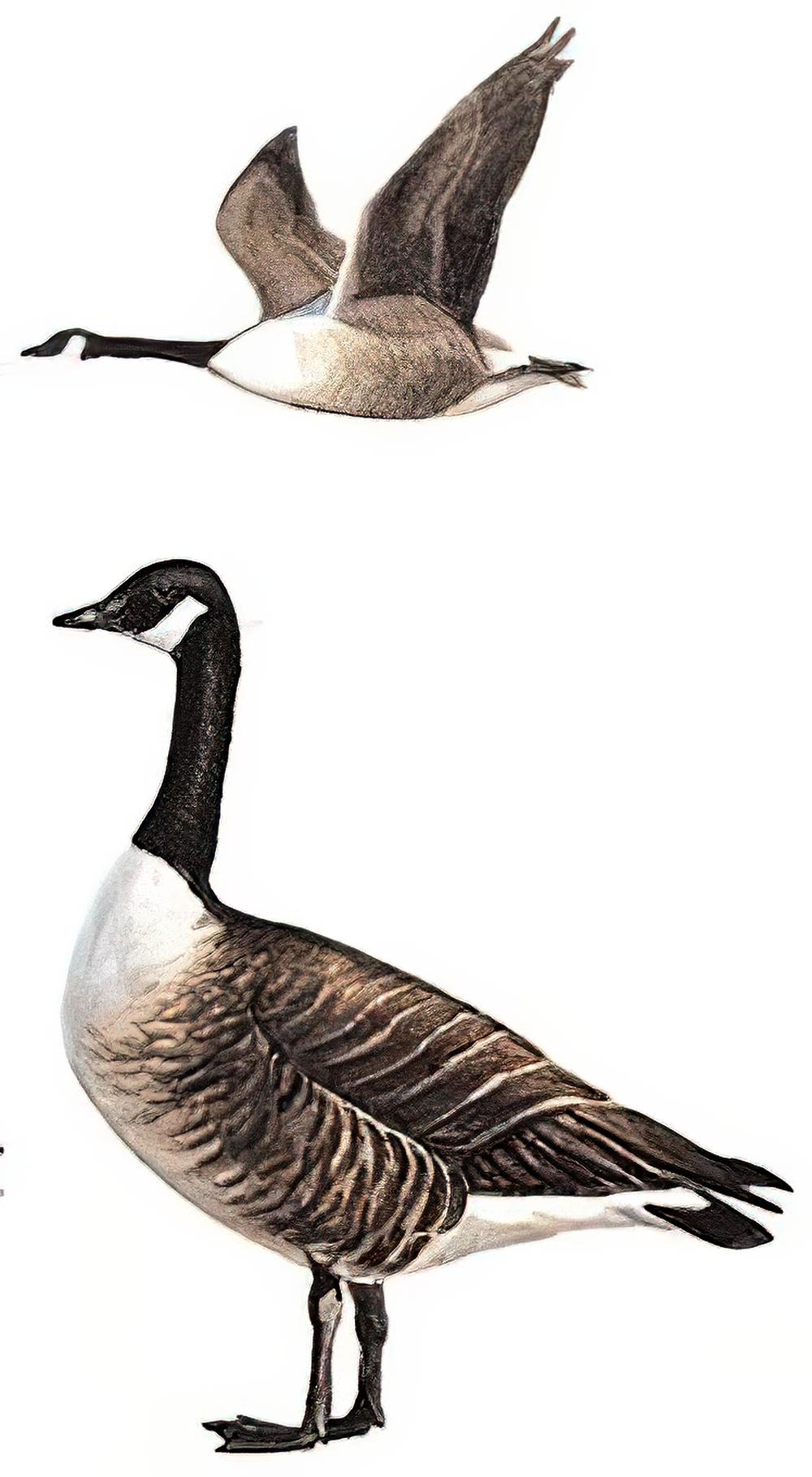 加拿大黑雁 / Canada Goose / Branta canadensis