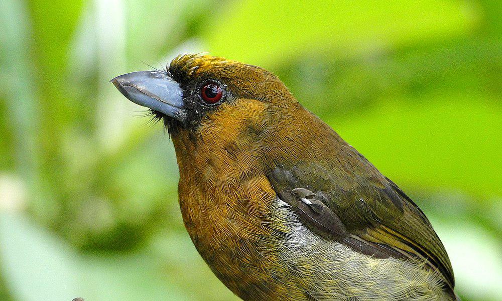 尖嘴拟䴕 / Prong-billed Barbet / Semnornis frantzii