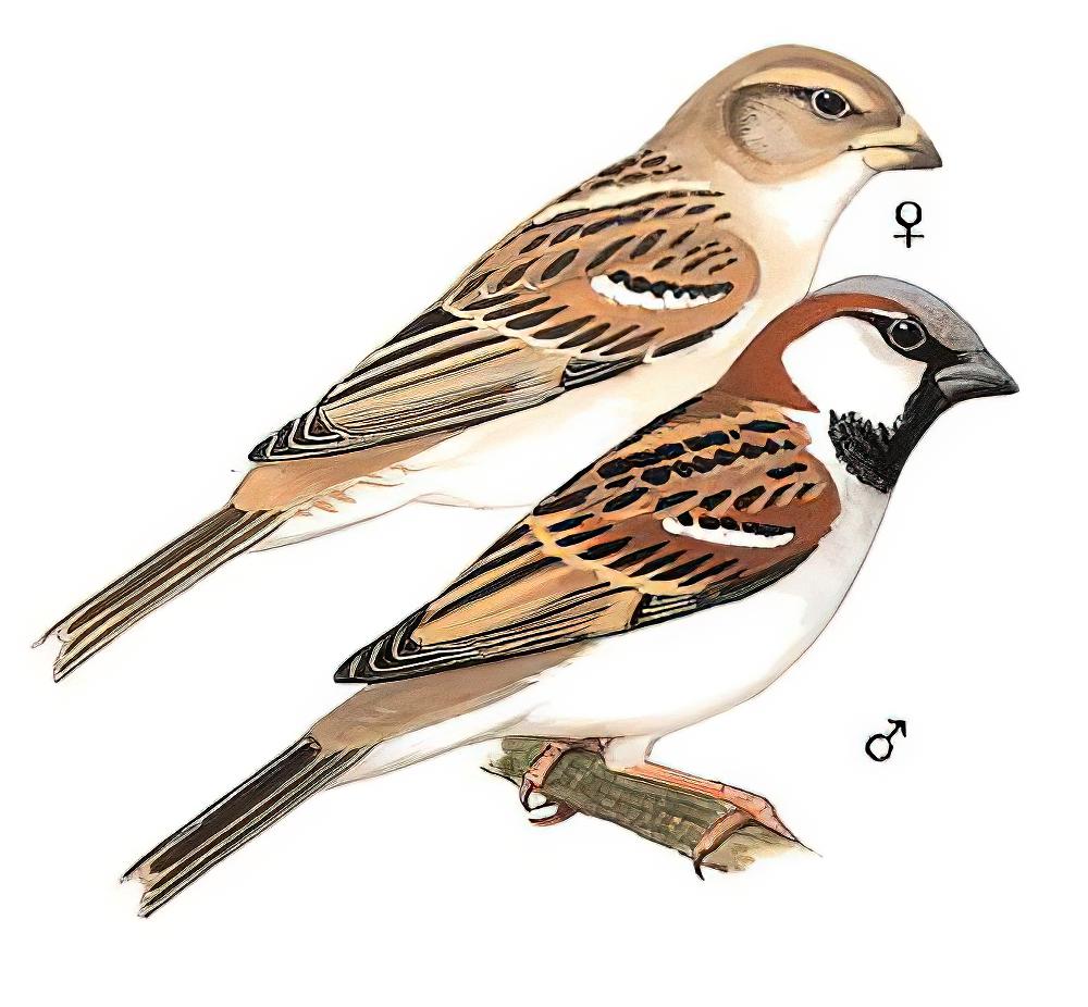 家麻雀 / House Sparrow / Passer domesticus