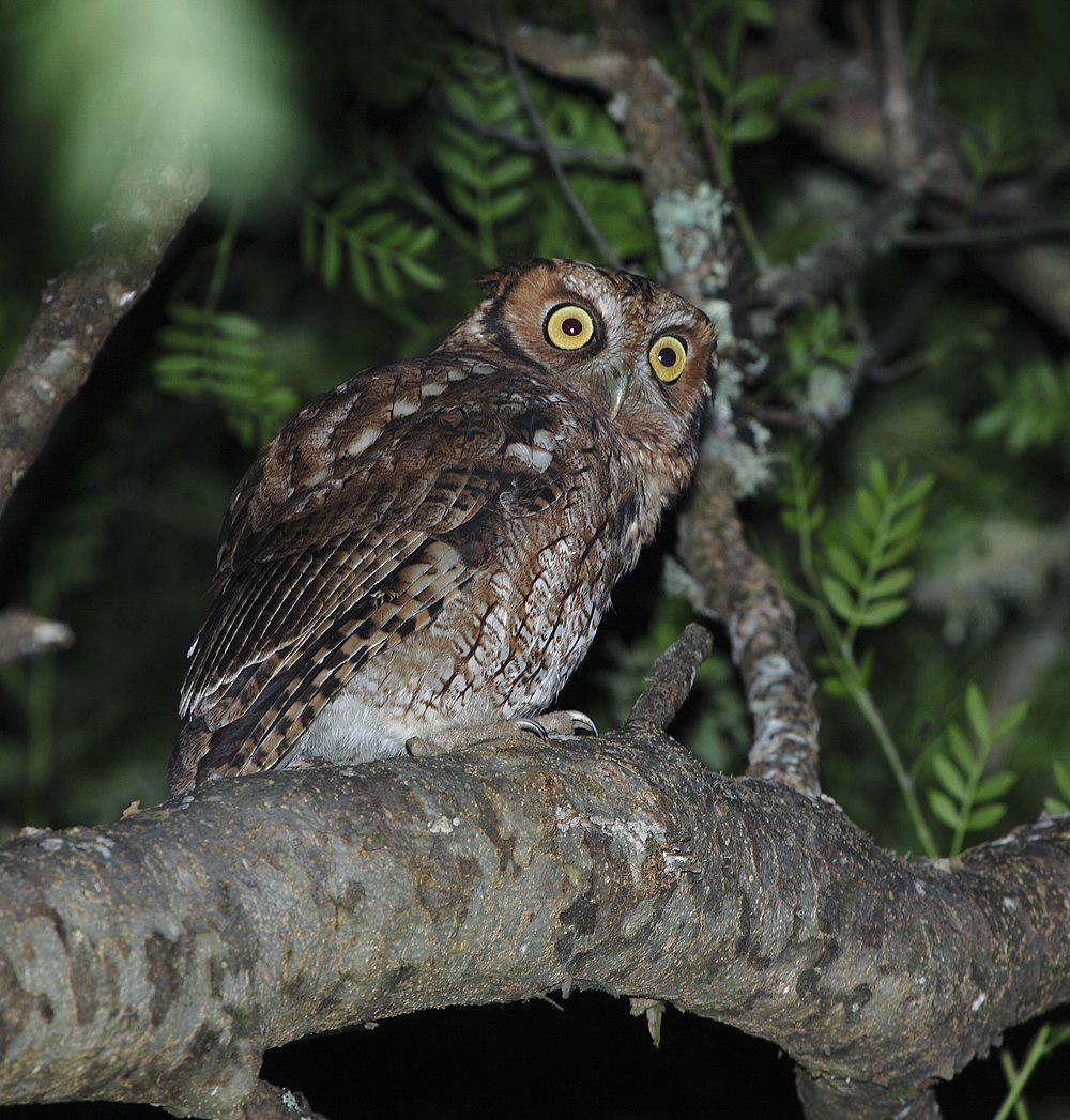 长簇角鸮 / Long-tufted Screech Owl / Megascops sanctaecatarinae