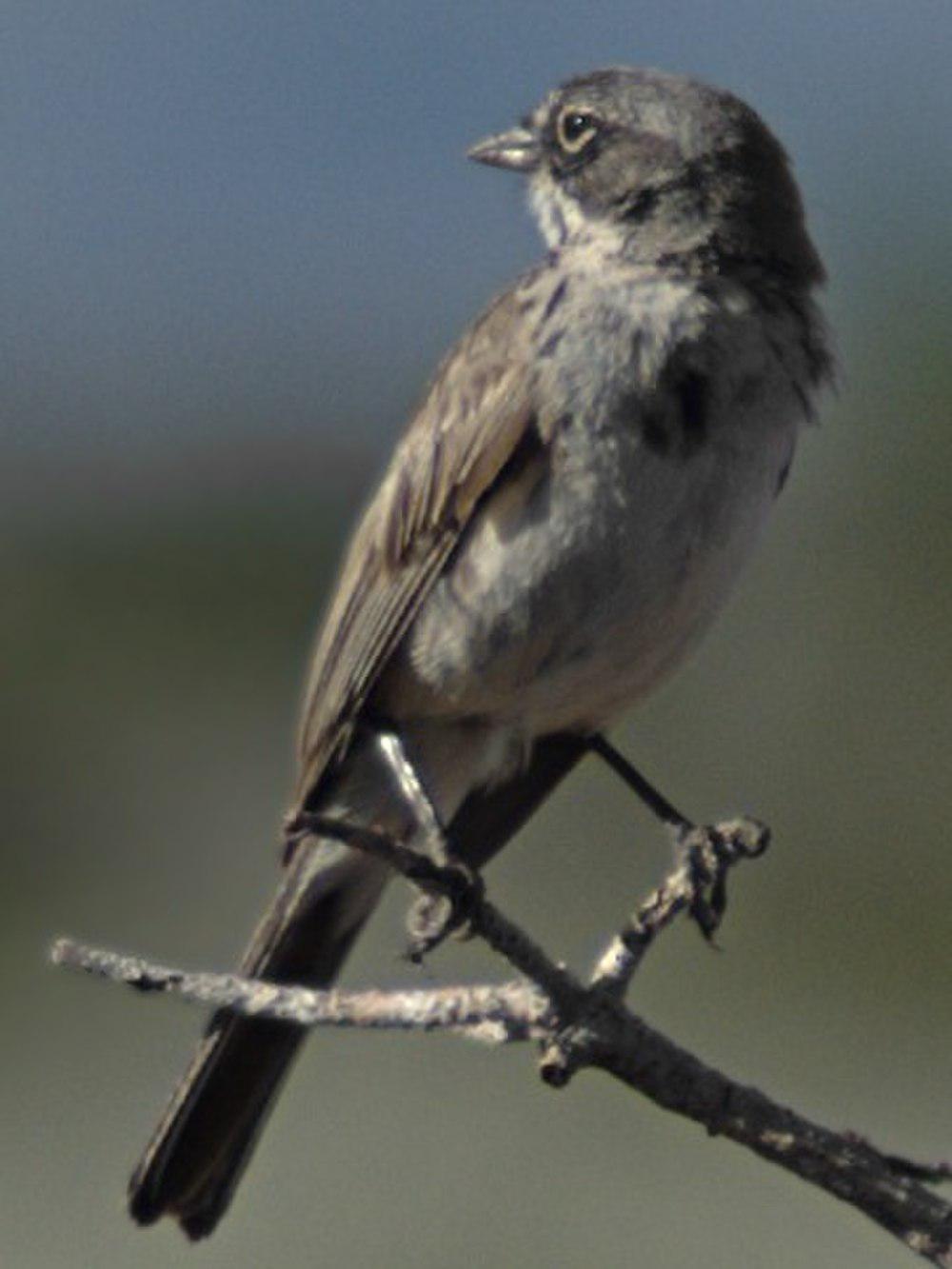艾草漠鹀 / Sagebrush Sparrow / Artemisiospiza nevadensis