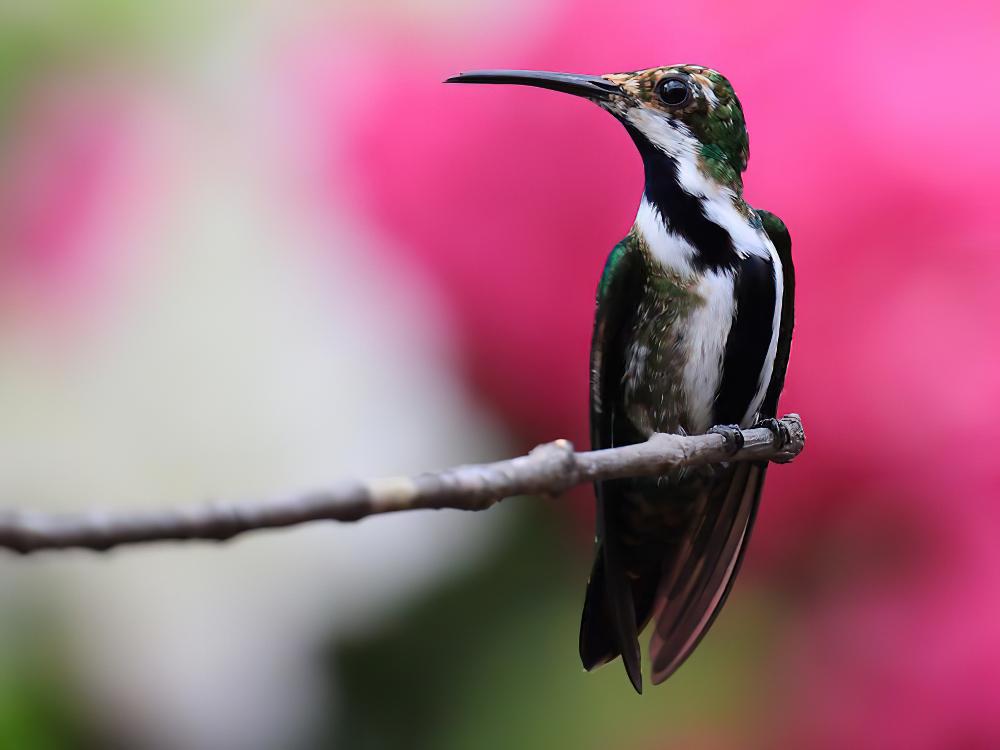 黑喉芒果蜂鸟 / Black-throated Mango / Anthracothorax nigricollis