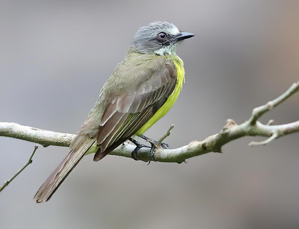 灰顶短嘴霸鹟 / Grey-capped Flycatcher / Myiozetetes granadensis