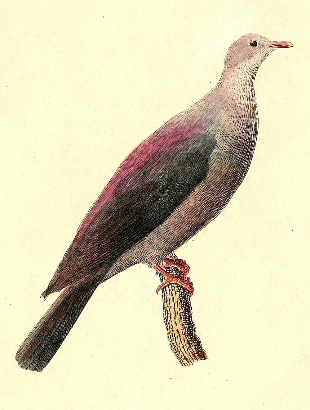 小笠原杂色林鸽 / Bonin Wood Pigeon / Columba versicolor