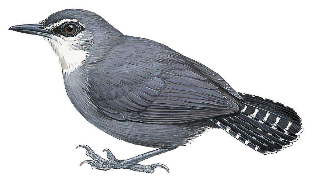 白喉蚁鸟 / White-throated Antbird / Oneillornis salvini