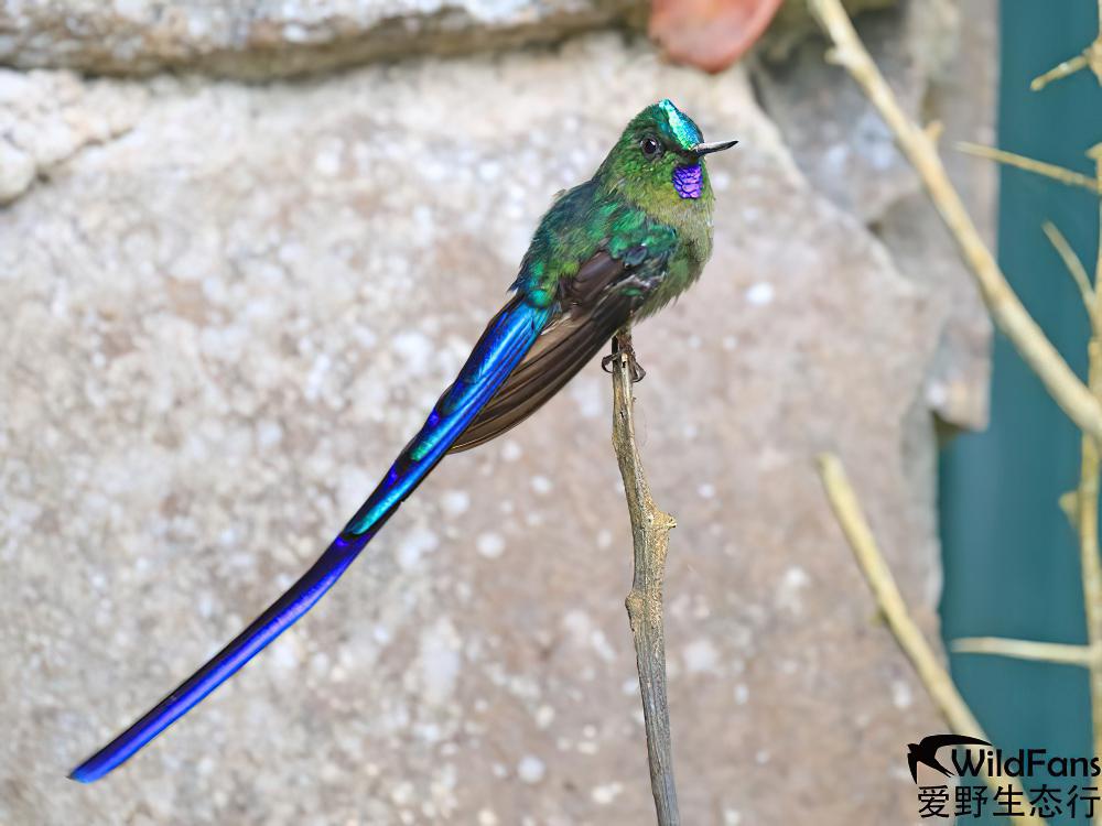 紫长尾蜂鸟 / Violet-tailed Sylph / Aglaiocercus coelestis