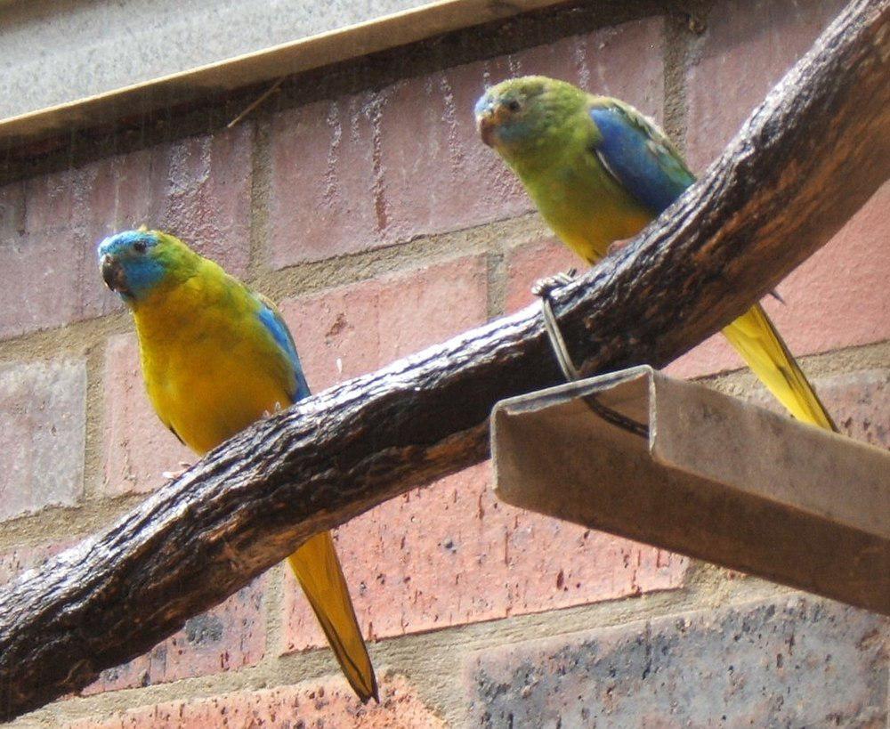 绿宝石鹦鹉 / Turquoise Parrot / Neophema pulchella