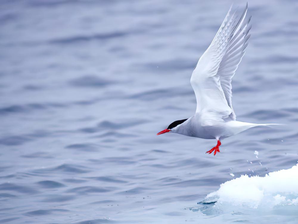 南极燕鸥 / Antarctic Tern / Sterna vittata