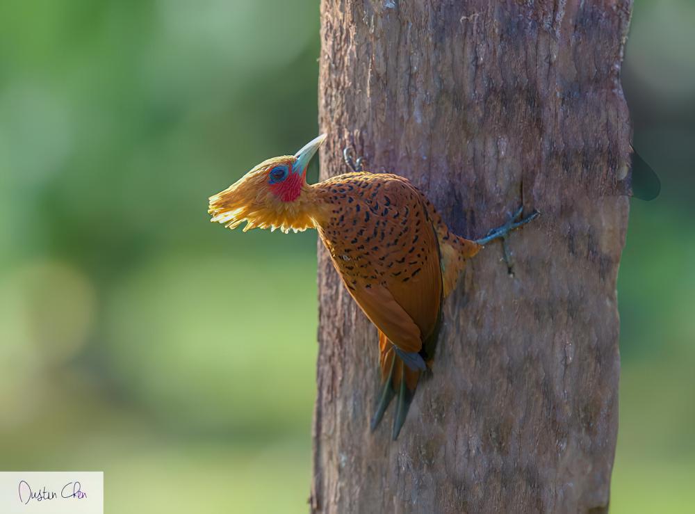 南美栗啄木鸟 / Chestnut Woodpecker / Celeus elegans