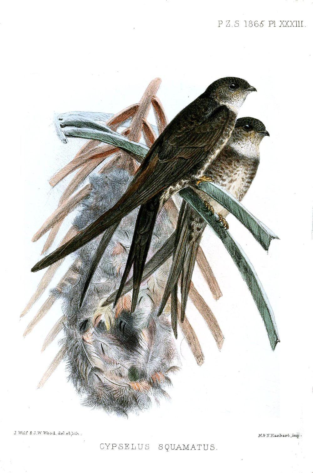 叉尾棕雨燕 / Neotropical Palm Swift / Tachornis squamata