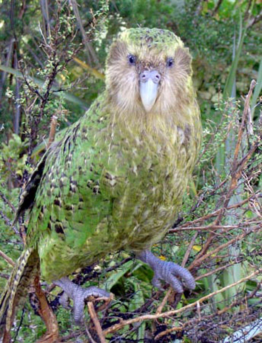 鸮面鹦鹉 / Kakapo / Strigops habroptila