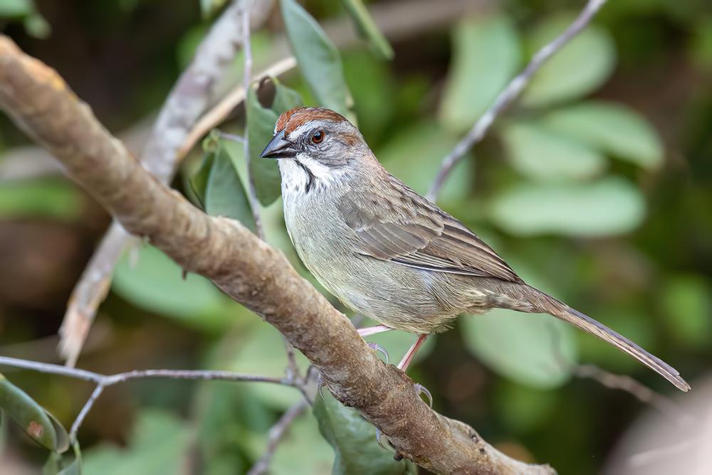 萨帕塔鹀 / Zapata Sparrow / Torreornis inexpectata