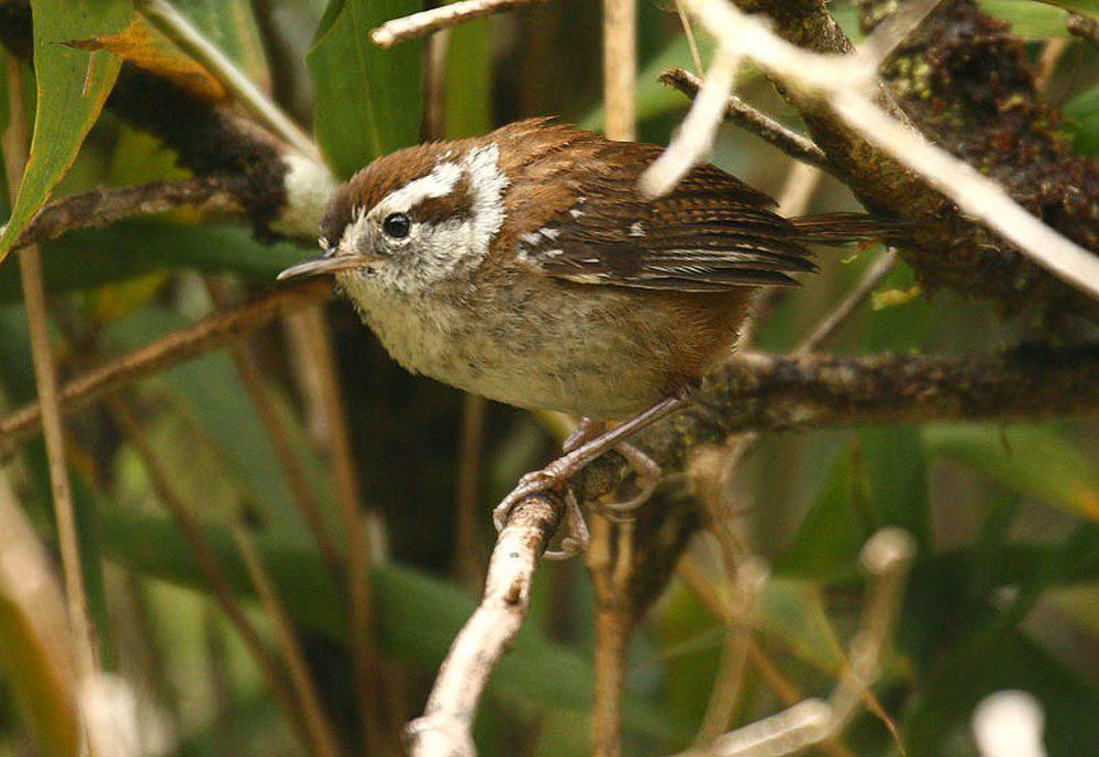 高山鹪鹩 / Timberline Wren / Thryorchilus browni