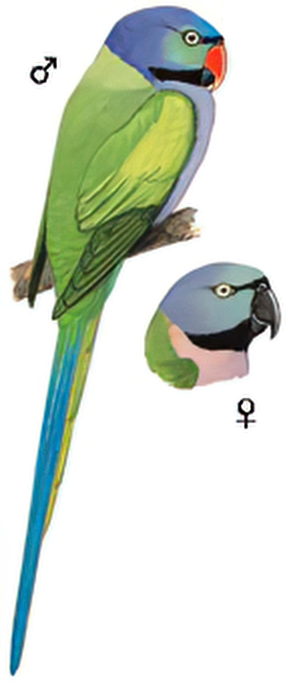 大紫胸鹦鹉 / Lord Derby\'s Parakeet / Psittacula derbiana