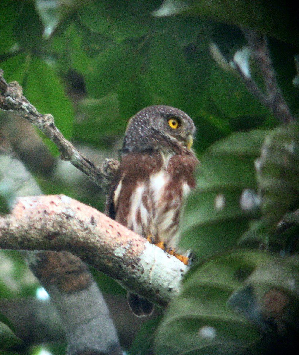 亚马孙鸺鹠 / Amazonian Pygmy Owl / Glaucidium hardyi