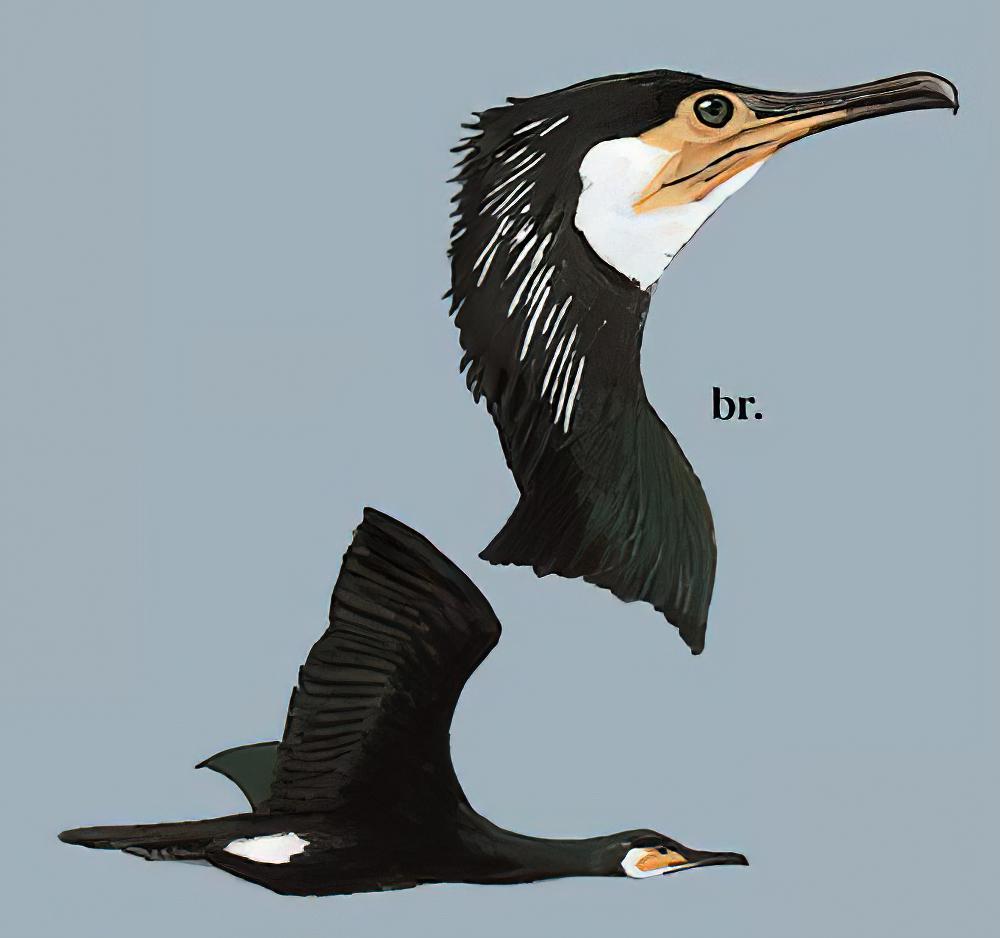 暗绿背鸬鹚 / Japanese Cormorant / Phalacrocorax capillatus