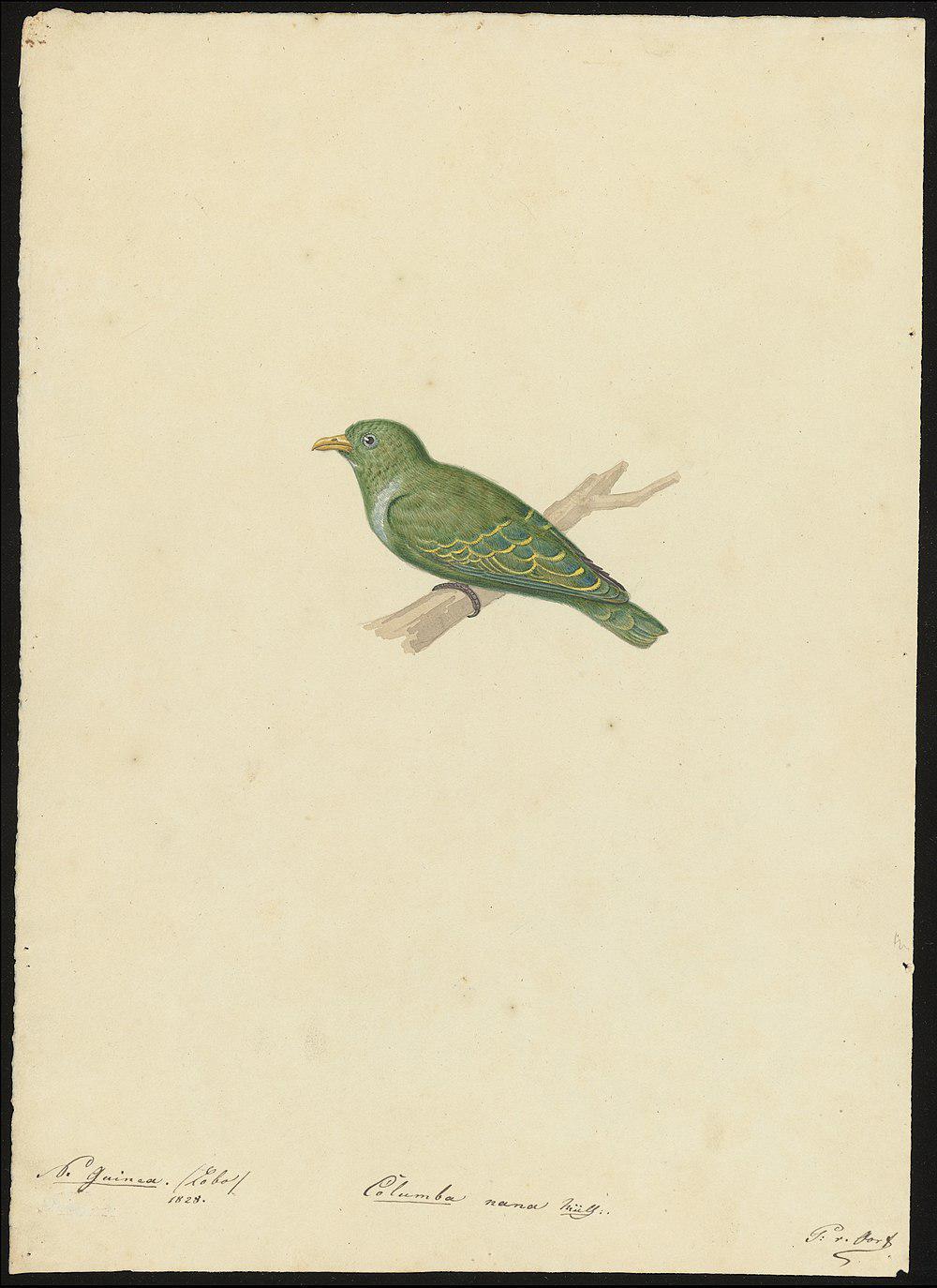 小绿果鸠 / Dwarf Fruit Dove / Ptilinopus nainus