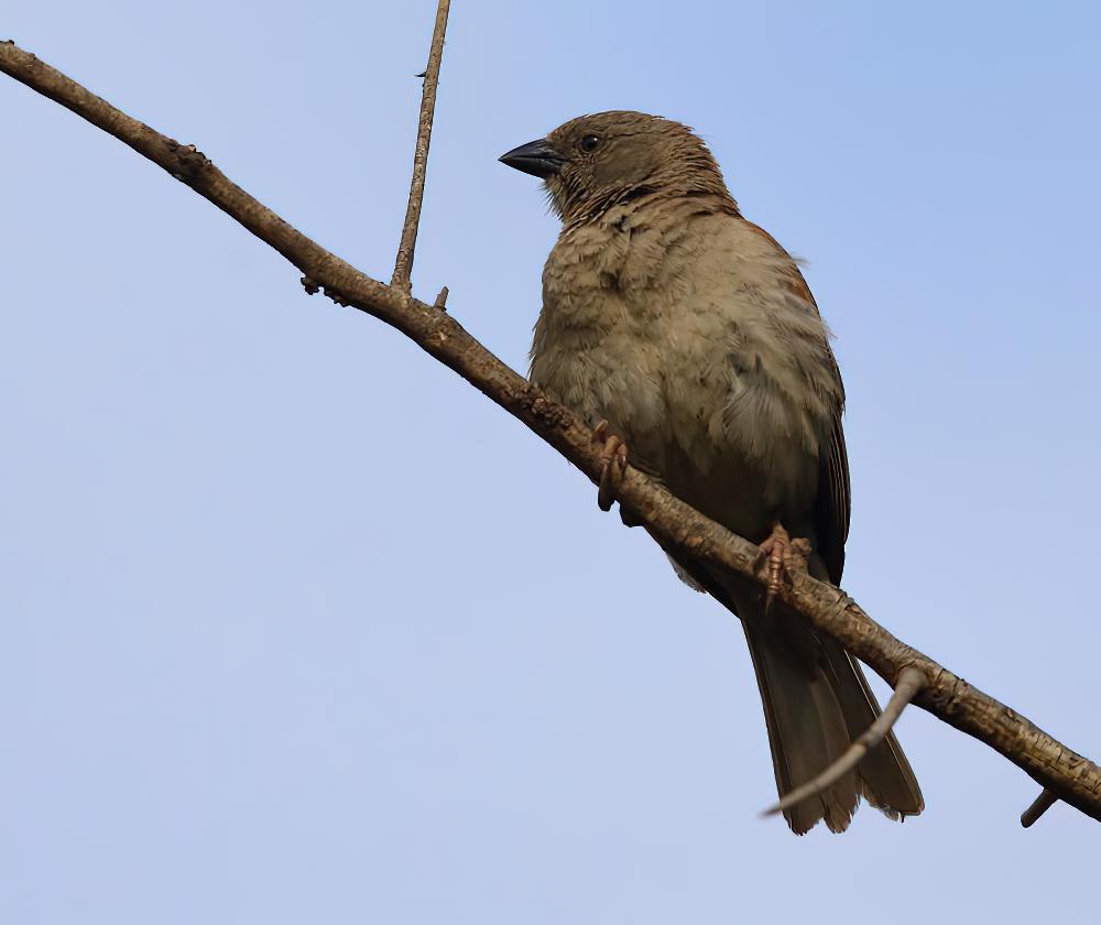 鹦嘴麻雀 / Parrot-billed Sparrow / Passer gongonensis