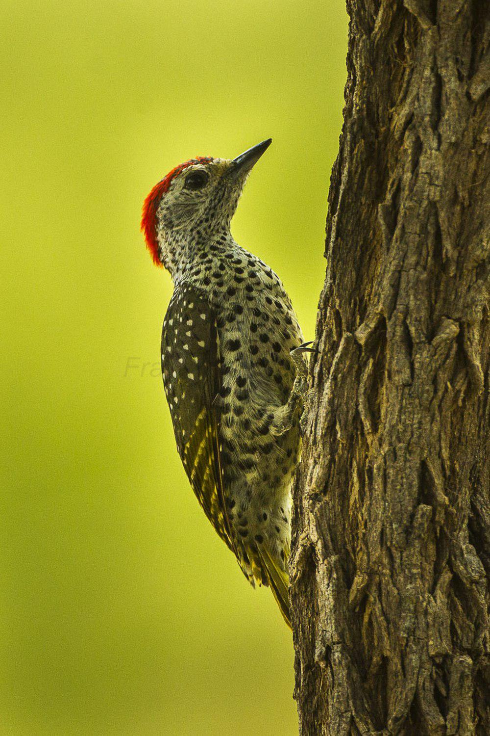 绿背啄木鸟 / Green-backed Woodpecker / Campethera cailliautii