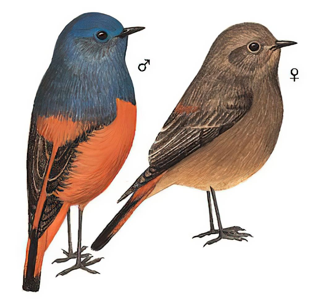 蓝额红尾鸲 / Blue-fronted Redstart / Phoenicurus frontalis