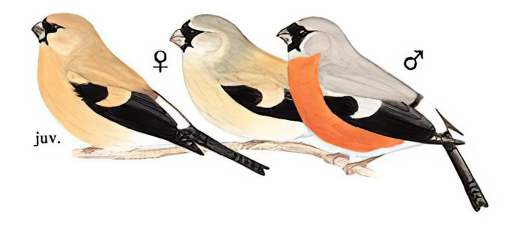 灰头灰雀 / Grey-headed Bullfinch / Pyrrhula erythaca