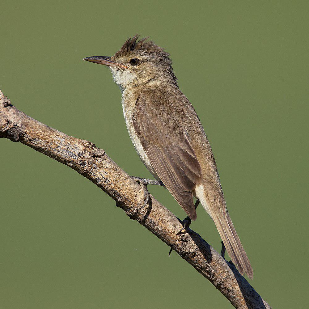 澳洲苇莺 / Australian Reed Warbler / Acrocephalus australis