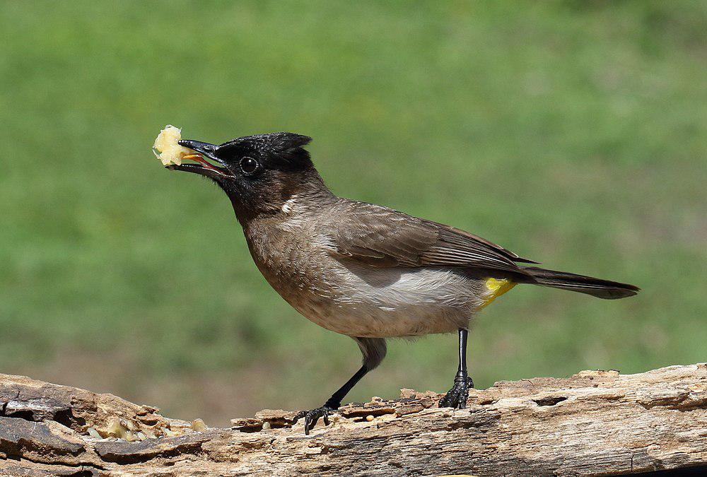 三色黑眼鹎 / Dark-capped Bulbul / Pycnonotus tricolor