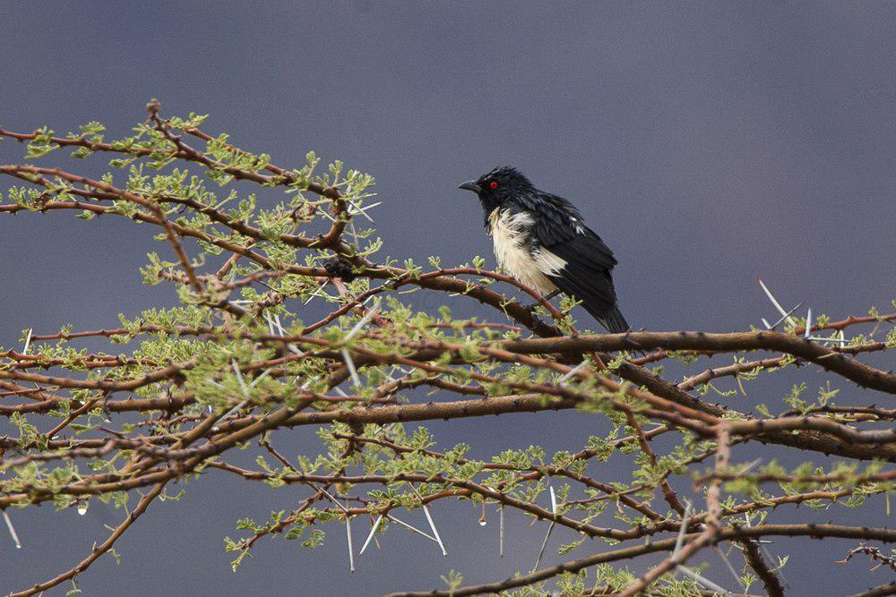 鹊椋鸟 / Magpie Starling / Speculipastor bicolor