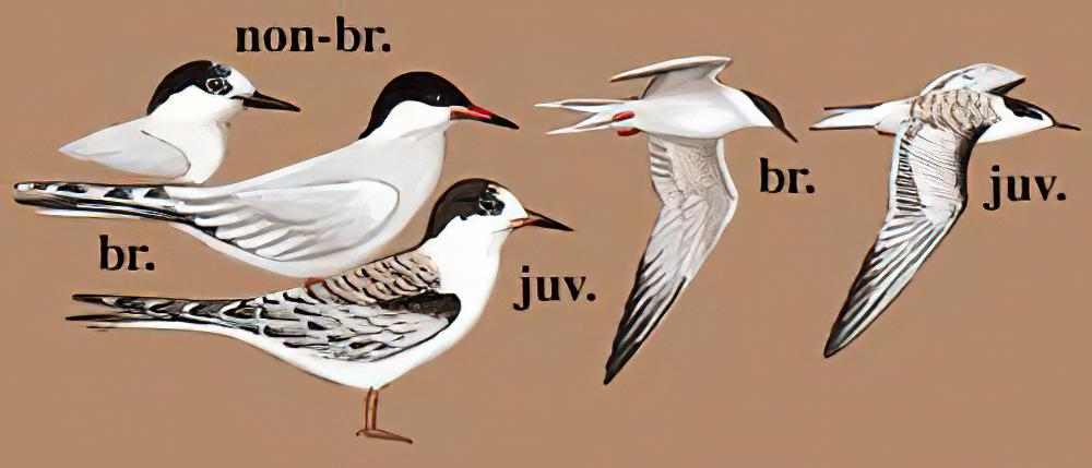 普通燕鸥 / Common Tern / Sterna hirundo