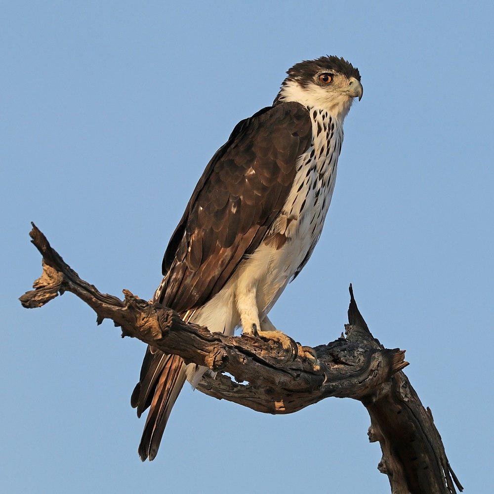 非洲隼雕 / African Hawk-Eagle / Aquila spilogaster