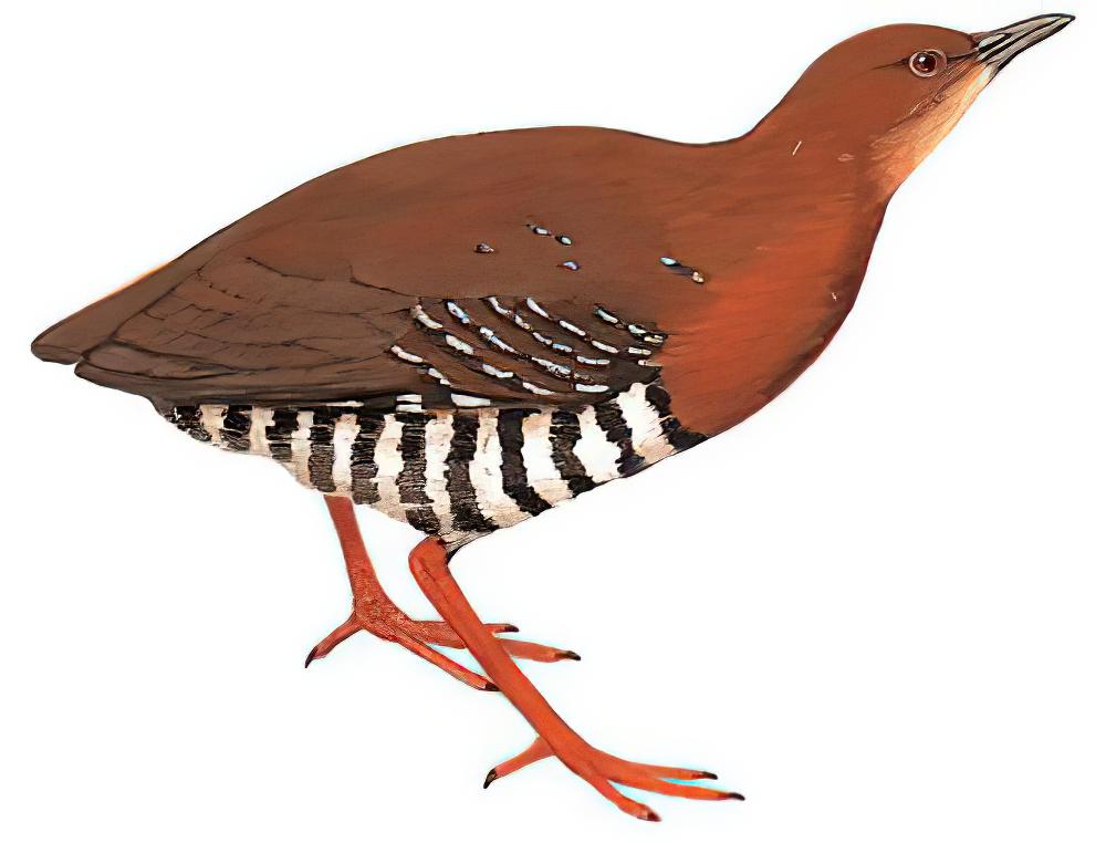 红腿斑秧鸡 / Red-legged Crake / Rallina fasciata