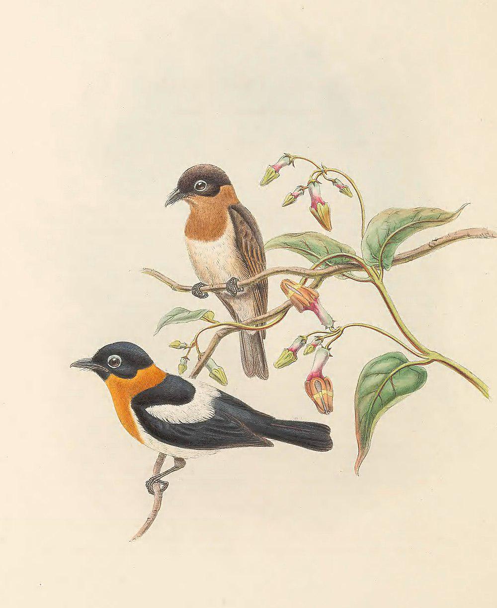 栗领皱鹟 / Ochre-collared Monarch / Arses insularis