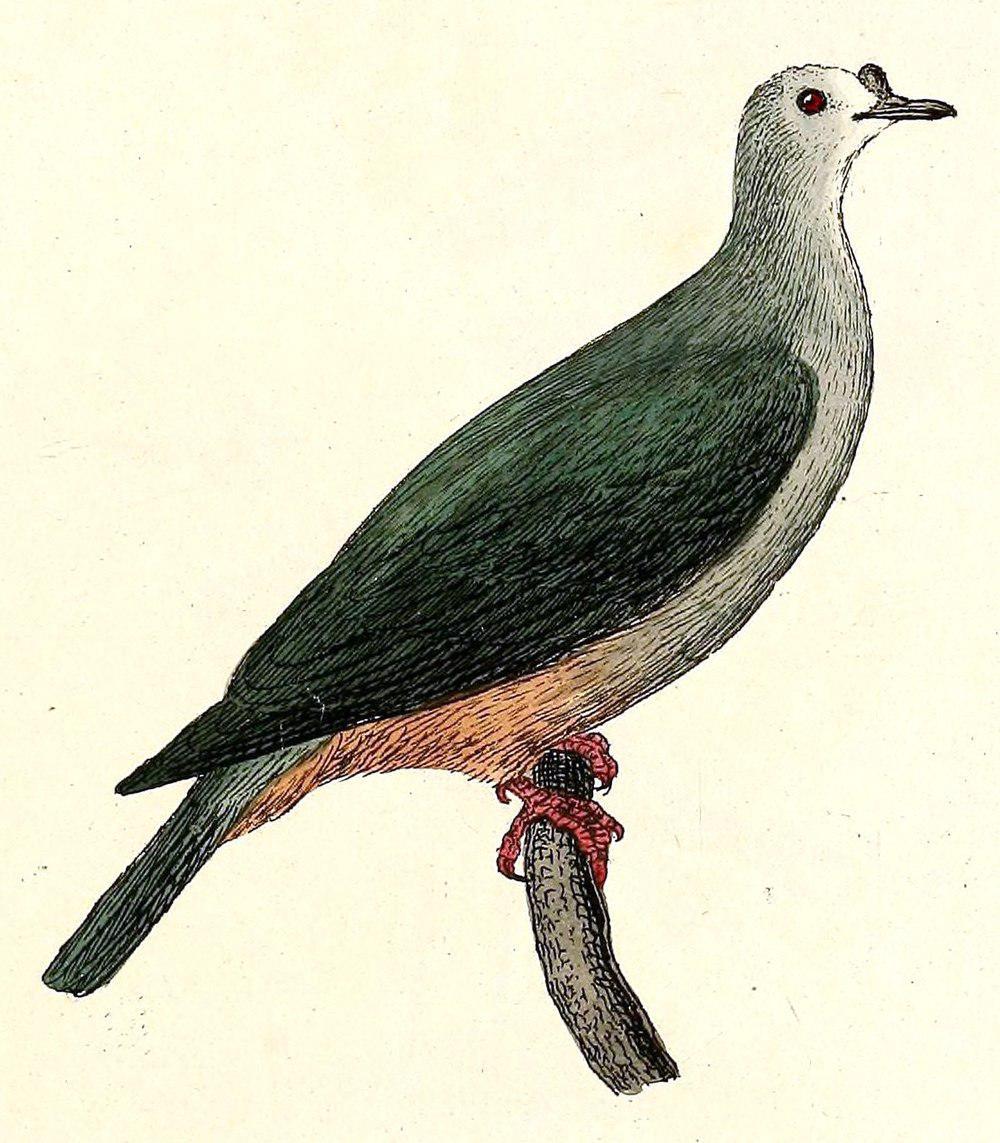 密克皇鸠 / Micronesian Imperial Pigeon / Ducula oceanica