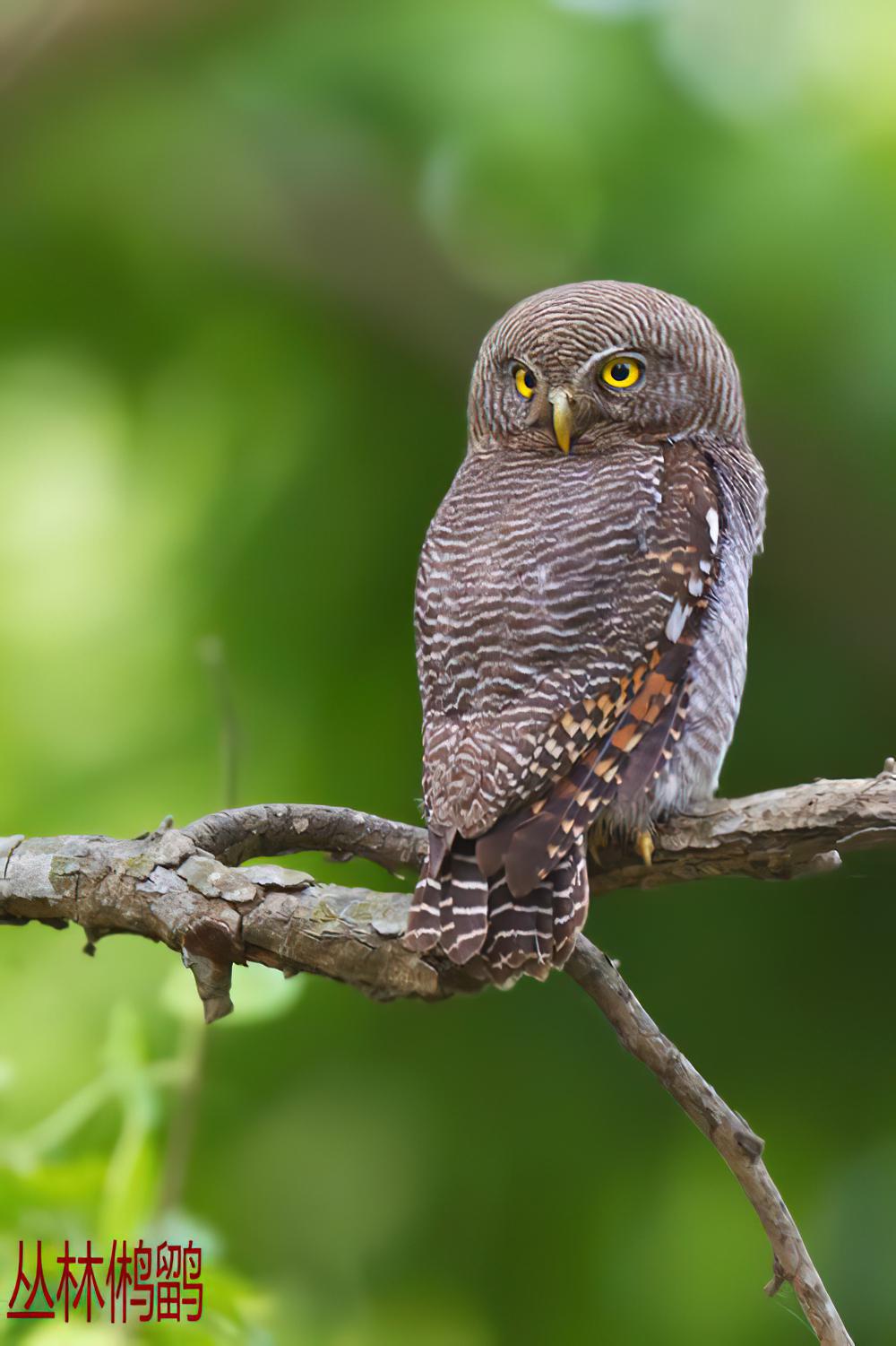 丛林鸺鹠 / Jungle Owlet / Glaucidium radiatum