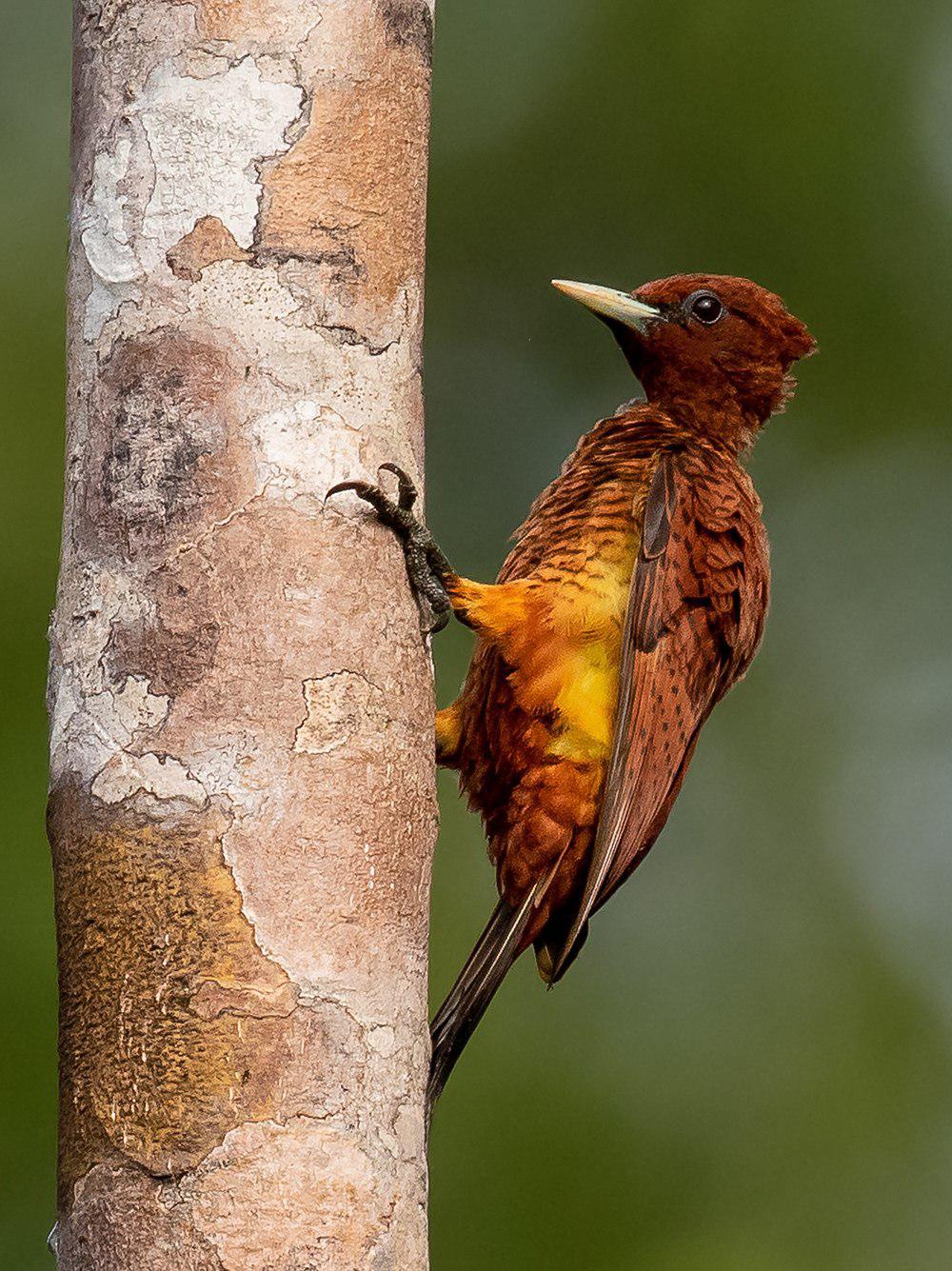 鳞胸啄木鸟 / Scaly-breasted Woodpecker / Celeus grammicus