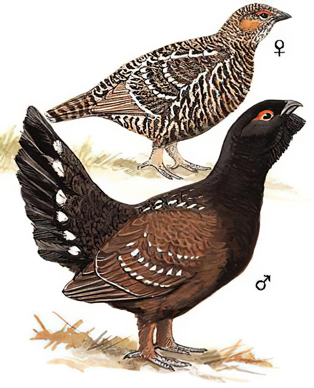 黑嘴松鸡 / Black-billed Capercaillie / Tetrao urogalloides